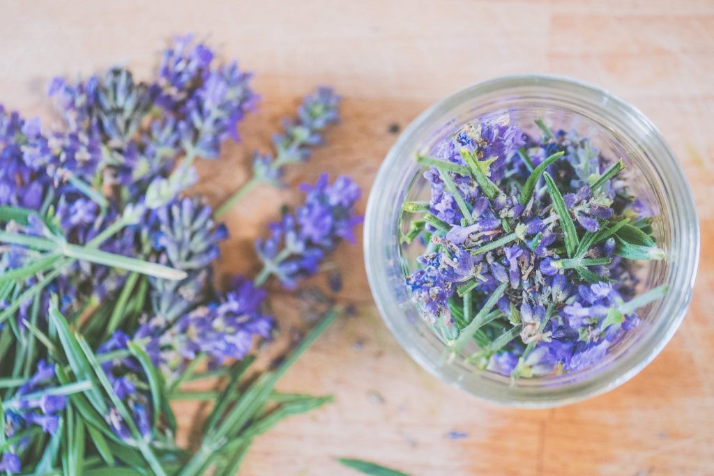 Herb of Lavender for Aromatherapy and Homeopathy